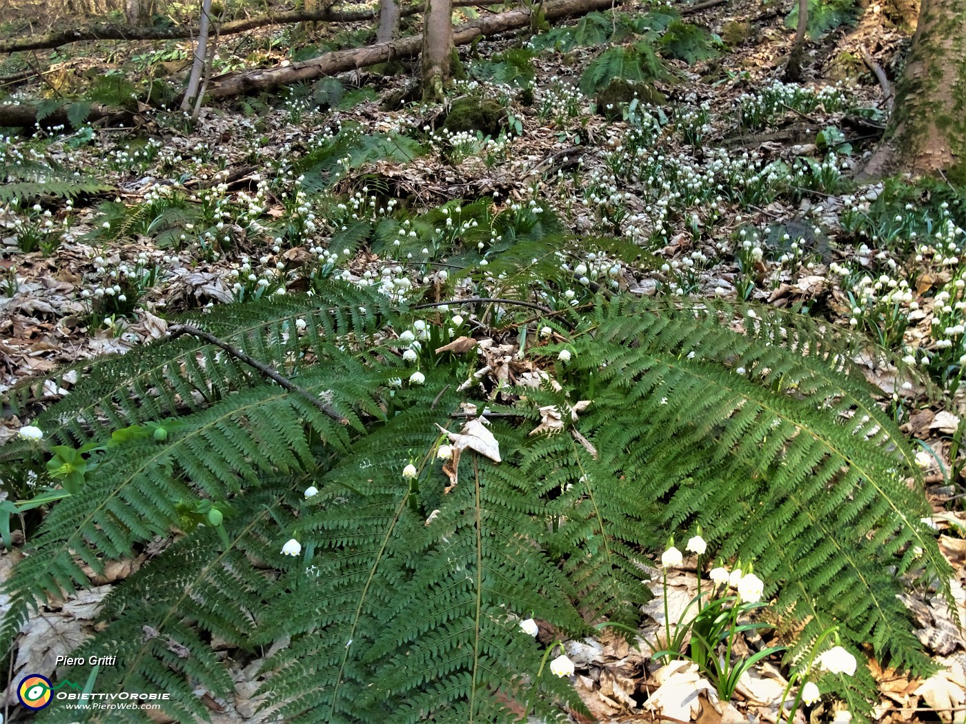 25 Distese di campanelle (Leucoyum vernum).JPG